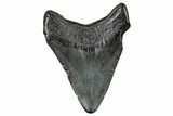 Fossil Megalodon Tooth #236084-1